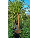 Cordyline australis 250-300 cm